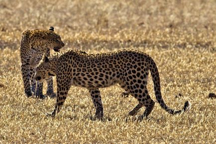 Lupta de leoparzi, știri de fotografie