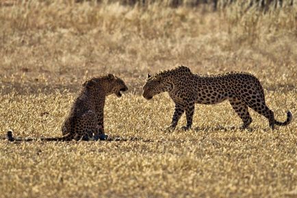Lupta de leoparzi, știri de fotografie