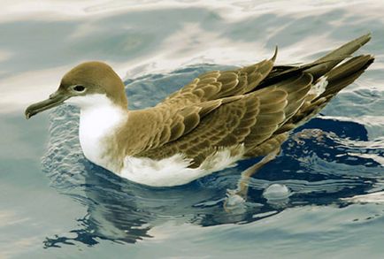 Stormy Petrel