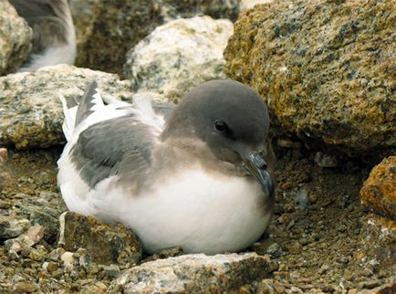 Stormy Petrel