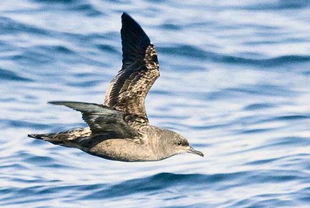 Stormy Petrel