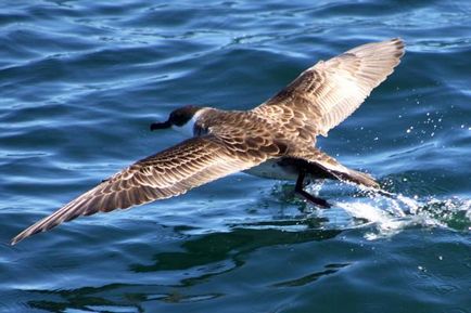 Буревісник птах негоди і символ моря