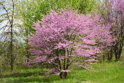 Zercis (canadian, european) plantare și fotografie de îngrijire în aer liber