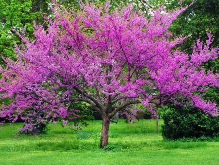 Zercis (canadian, european) plantare și fotografie de îngrijire în aer liber