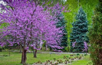 Zercis plantare și îngrijire, specii și soiuri, fotografie