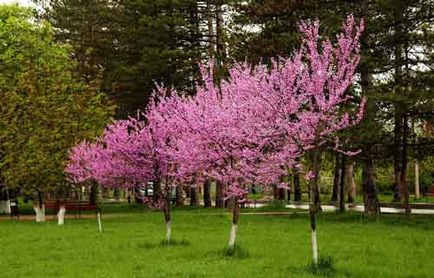 Zercis plantare și îngrijire, specii și soiuri, fotografie