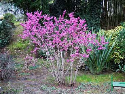 Zercis plantare și îngrijire, specii și soiuri, fotografie