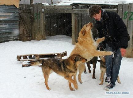 Adăpost privat pentru câini - pagina 1 din 4