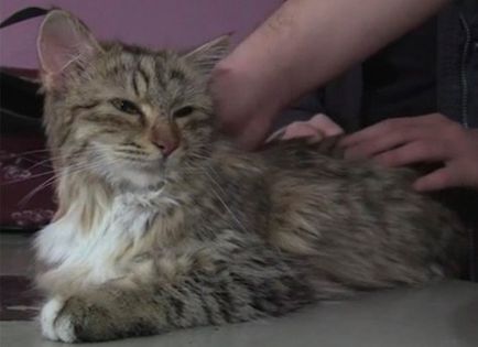 Челябінська школярка два тижні спускала на мотузочці корм для кішки, яка застрягла в вентиляції
