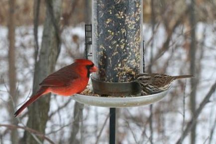 Чим годувати птахів взимку