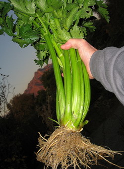 Rădăcini, rădăcini și frunze de plantare de țelină, cultivare, îngrijire, fotografie