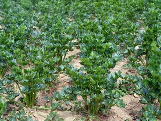 Rădăcini, rădăcini și frunze de plantare de țelină, cultivare, îngrijire, fotografie