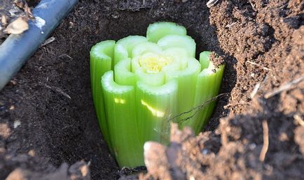 Rădăcini, rădăcini și frunze de plantare de țelină, cultivare, îngrijire, fotografie