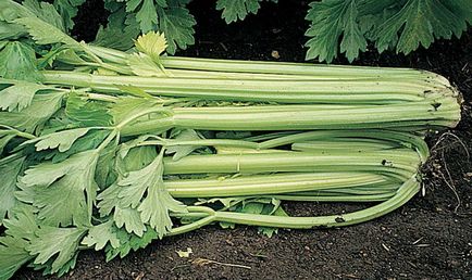 Rădăcini, rădăcini și frunze de plantare de țelină, cultivare, îngrijire, fotografie