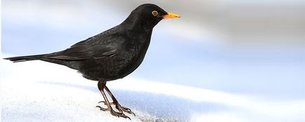 Blackbird mint szimbólum