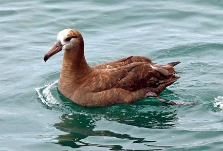 Albatros alb-negru, albatros negru (diamedea nigripes), semne de câmp