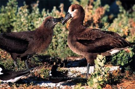 Albatros alb-negru, albatros negru (diamedea nigripes), semne de câmp