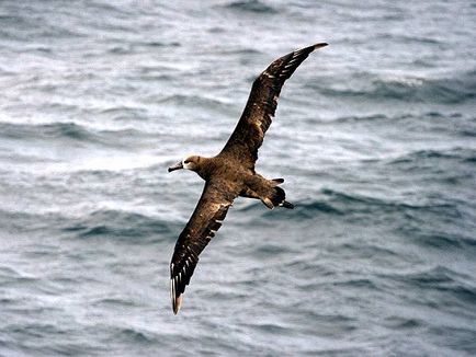 Albatros alb-negru, albatros negru (diamedea nigripes), semne de câmp