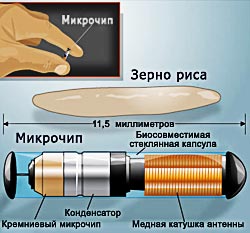 Чіпування, клуб «далекосхідний тхір»