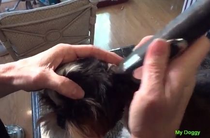 Curățarea urechilor lui Shih Tzu