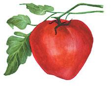 Citiți cartea tomate, autor fatyanov vladislav pagina 5 pe site
