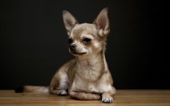 Chihuahua comentează fotografia standard Chihuahua, descrierea generală a aspectului Chihuahua, capul