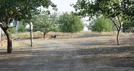 Що робити, якщо на вас напав вовк