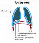 Ce se întâmplă în timpul respirației diafragmei cu privire la importanța respirației abdominale