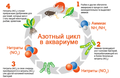 Що таке азотний цикл в акваріумі форум акваріумістів