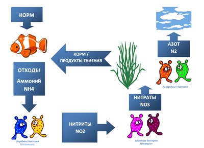 Що таке азотний цикл в акваріумі форум акваріумістів