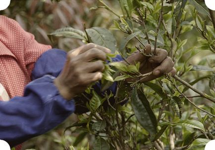 Ce este da hong pao