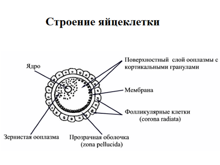 Mi késő embrióbeültetésben (késői) Mi késő embrióbeültetésben
