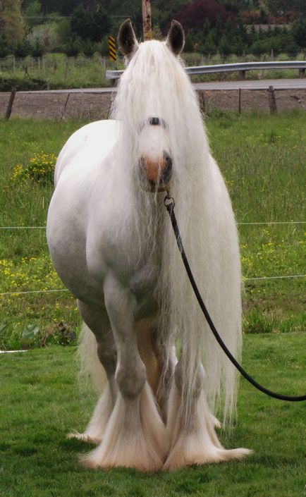 Gypsy szán fajta (Tinker, ír Cob)