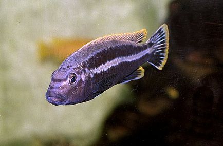 Цихліди опис розмноження зміст годування фото відео, акваріумні рибки