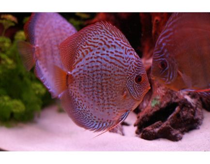 Cichlide descriere reproducere reproducere conținut hrănire fotografie video, pește de acvariu
