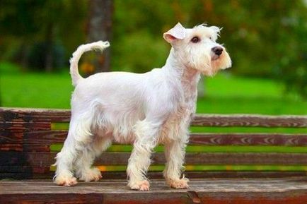 Descrierea rasei de miniatură Schnauzer, recenzii și fotografie, tăierea schnauzorului miniatural