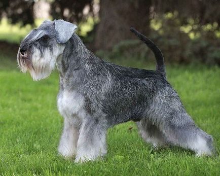 Descrierea rasei de miniatură Schnauzer, recenzii și fotografie, tăierea schnauzorului miniatural