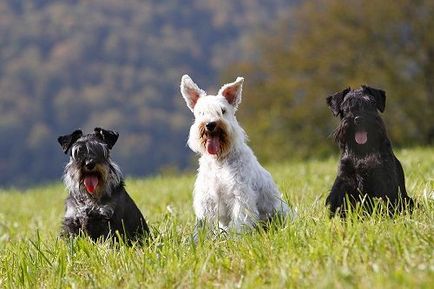 Descrierea rasei de miniatură Schnauzer, recenzii și fotografie, tăierea schnauzorului miniatural