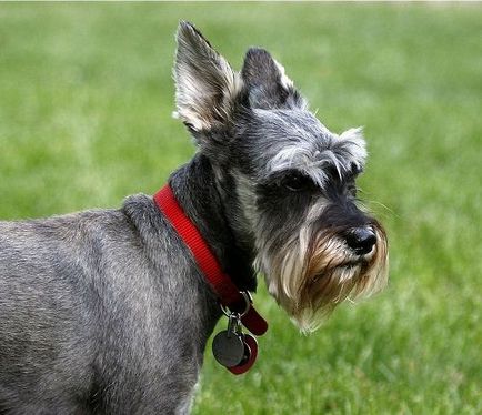 Törpe schnauzer fajta leírás, képek és vélemények, vágás törpe schnauzer