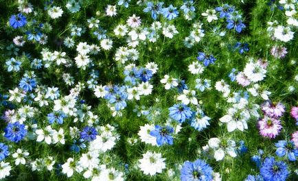 Nigella floare