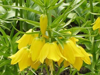 Fritillaria virág - ültetés és gondozás