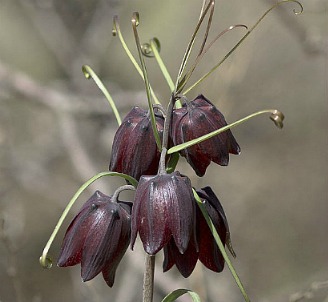 Fritillaria virág - ültetés és gondozás