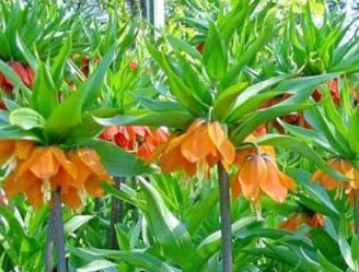Fritillaria virág - ültetés és gondozás