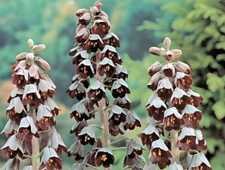Fritillaria virág - ültetés és gondozás
