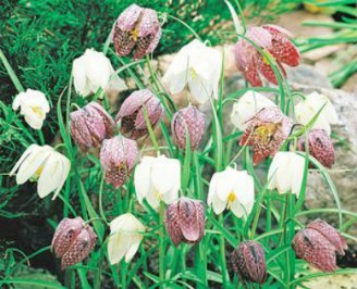 Fritillaria virág - ültetés és gondozás