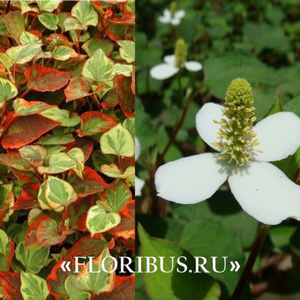 Hauttuania floare în formă de inimă fotografie chameleon, cultivare de la plantare la îngrijirea plantelor în