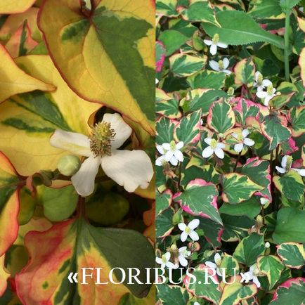Hauttuania floare în formă de inimă fotografie chameleon, cultivare de la plantare la îngrijirea plantelor în