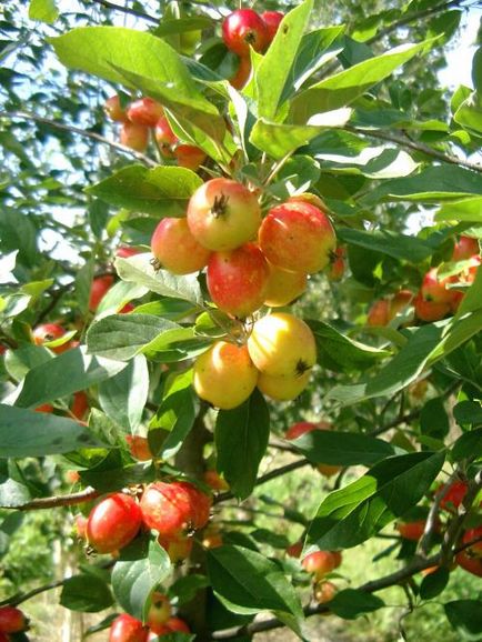 Copaci decorativi cu fructe de mere utile