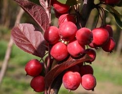 Декоративні дерева з корисними плодами яблуні