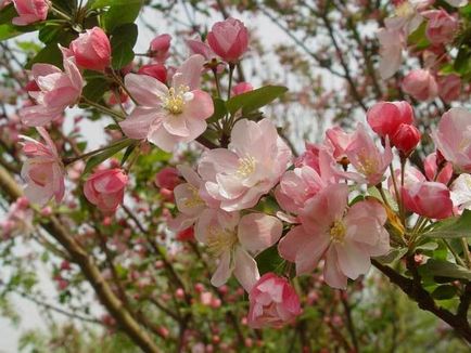 Specii decorative de mere, caracteristici de cultivare, cazare in tara